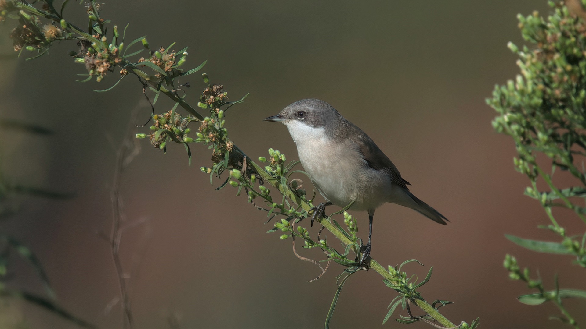 Lesser Whitethroat